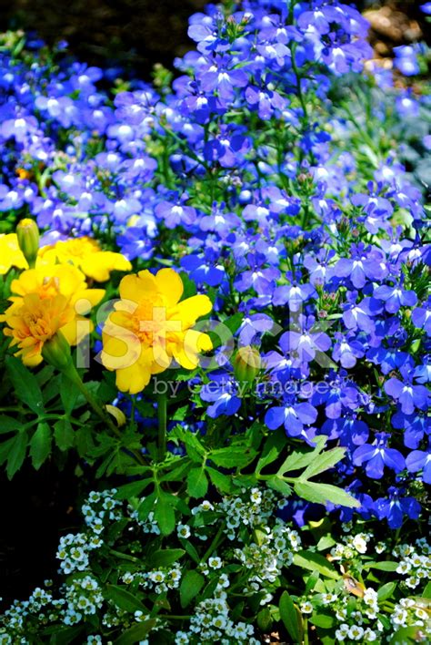 Spring Garden Stock Photo Royalty Free Freeimages