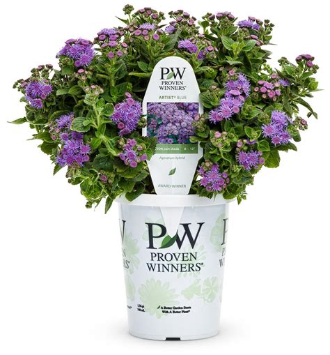 Artist Blue Flossflower Ageratum Hybrid Images Proven Winners