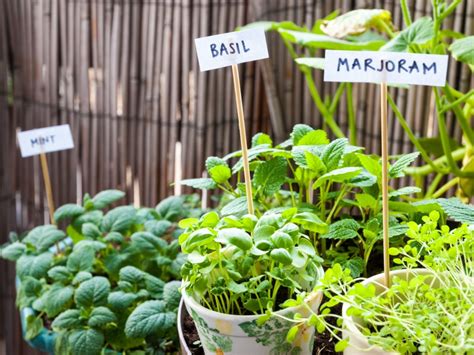 Types Of Common Garden Herbs