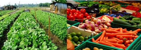 Reliable And Price Competitive Fruits And Vegetable Suppliers