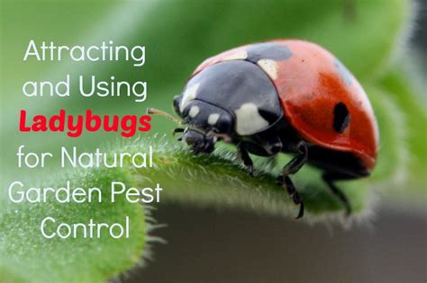 Using Ladybugs For Garden Pest Control Healthy Home Economist