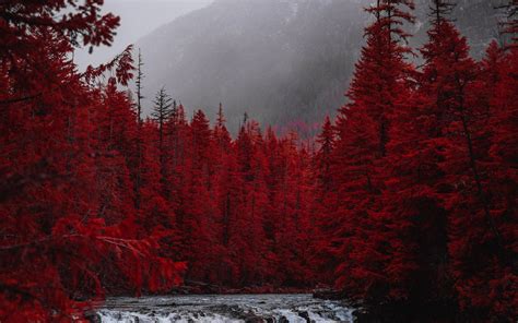 Download 4k Forest With Red Trees Wallpaper