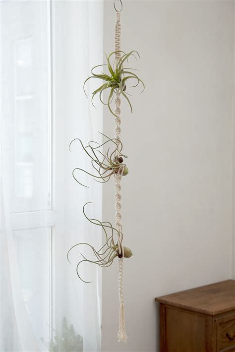 Simple Air Plants Hanging With Low Cost Home Decorating Ideas