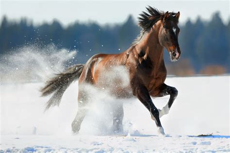 Il y vit avec ses deux filles, ses deux gendres, et leurs enfants. Winter Care for Arthritic Horses - AmacronEquine