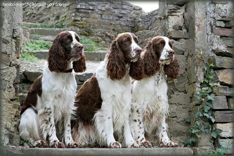Spaniel in dogs & puppies for sale. Field bred springer spaniel puppies oregon