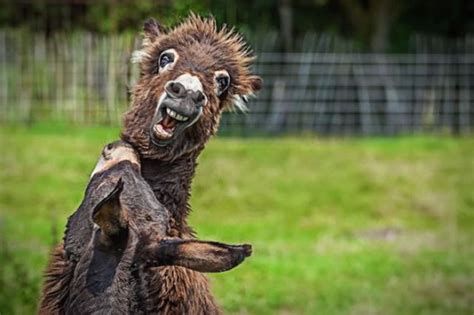 Wild Animals Can Be Really Funny Sometimes Too (45 pics) - Izismile.com