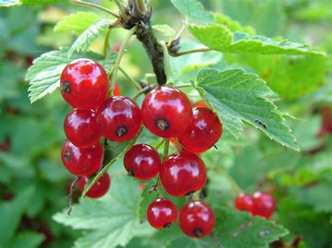 Currant 1 Free Photo Download Freeimages