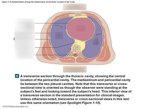 Transverse Section Of Thoracic Cavity Diagram Quizlet