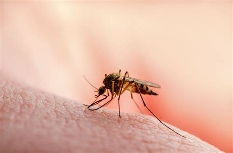 ¿cómo Se Transmite El Virus Zika Y Cuáles Son Sus Síntomas El Diario Ny