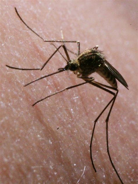 What Is The Worst City For Mosquitoes