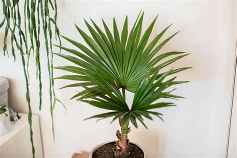 How To Grow The Chinese Fan Palm Fountain Palm