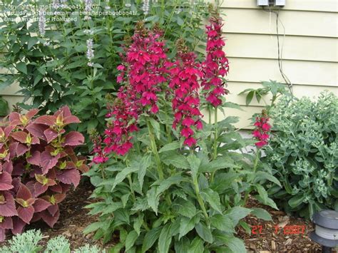The typical growing season for zone six is between the middle of march and the middle of november. PlantFiles Pictures: Lobelia Hybrid, Hybrid Cardinal ...
