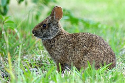 Marsh Rabbit Mammals Of Alabama · Inaturalist