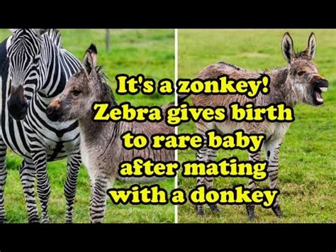 Yes, this is for real. Behold the zonkey - half zebra, half donkey