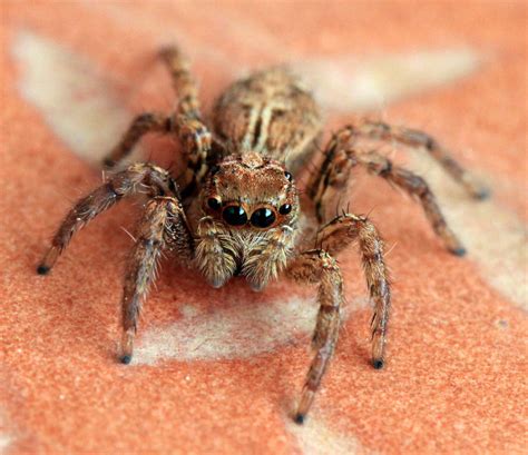 Spider A Normal House Spider With 8 Eyes 6 Prominent 2 Ba Flickr