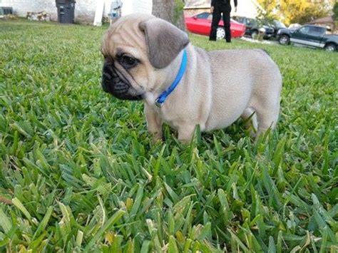 Home breeder for standard and exotic french bulldogs. Litter of 5 French Bulldog puppies for sale in SAN ANTONIO ...