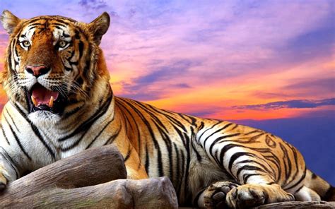 Tiger Sky Wildlife Sunset 4507 1920x1200 1920×1200 Woodburning