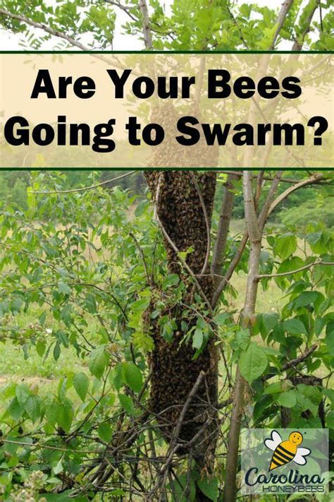 Swarm Prevention In Honey Bees Carolina Honeybees Bee Keeping Bee