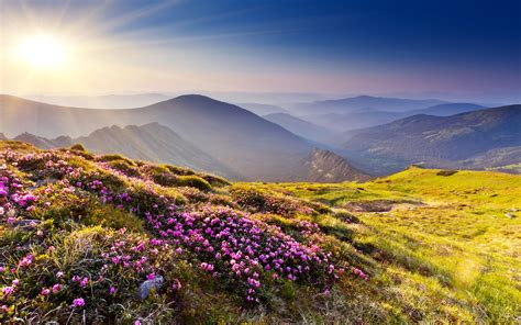 Nature Landscapes Mountains Hills Plants Flowers Grass Meadow Scenic