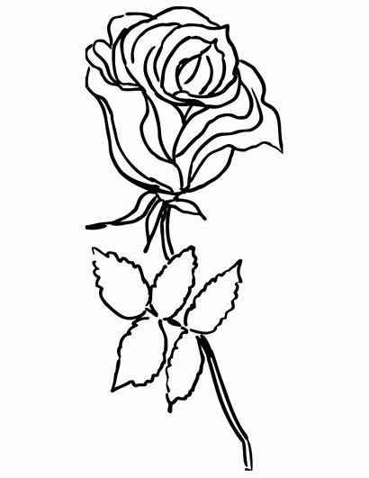 Coloring Rose Flower Roses Pages Printable Pretty