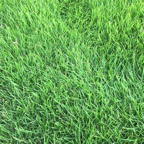 Whether zoysia is right for you depends on where you live, your lawn care goals. Innovation Zoysia - Nimmer Turf Farm Inc.