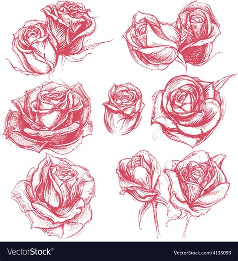 Roses Drawing Set Royalty Free Vector Image Vectorstock