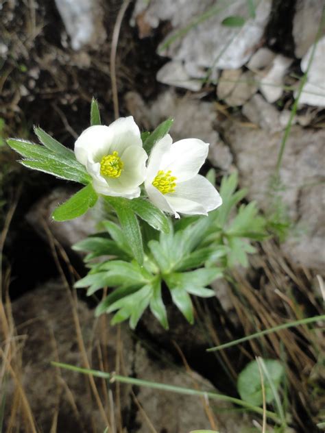 Frumusetile Naturii Oite Anemone Narcissiflora