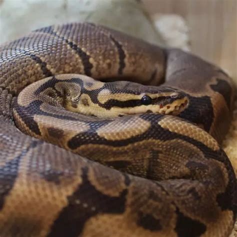 Woma Pythons Python Regius Evolution Reptiles