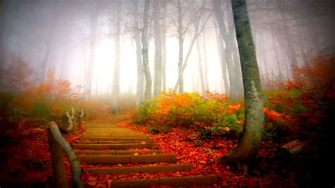 Misty Autumn Morning Fall Pictures Autumn Forest Autumn Scenery