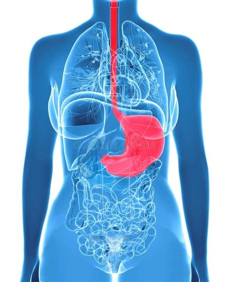 3d Render Medical Illustration Of The Human Digestive System Stock