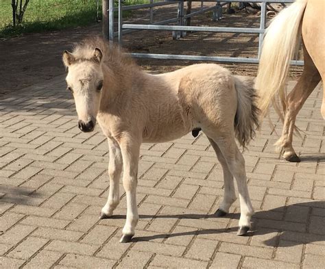 Miniaturpferde Fohlen 2019 Delsastre American Miniature Horses