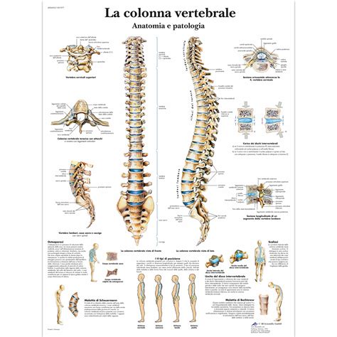 Da Quante Vertebre è Composta La Colonna Vertebrale - La colonna Vertebrale | Fisiokinetica Centro di Riabilitazione