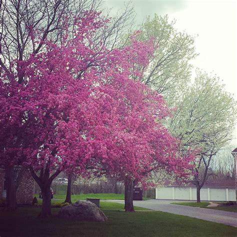 My Neighborhood Is Well Blessed With Nifty Trees Trees Wny Orchardpark Spring Spring Time