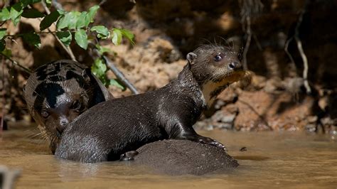 Bbc Two Baby Giant Otter Learning To Swim Wild Brazil Facing The