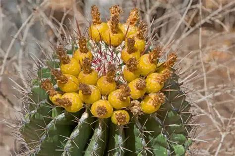 9 Edible Cactus Plants Exploring The Prickly Delights Our Gardening