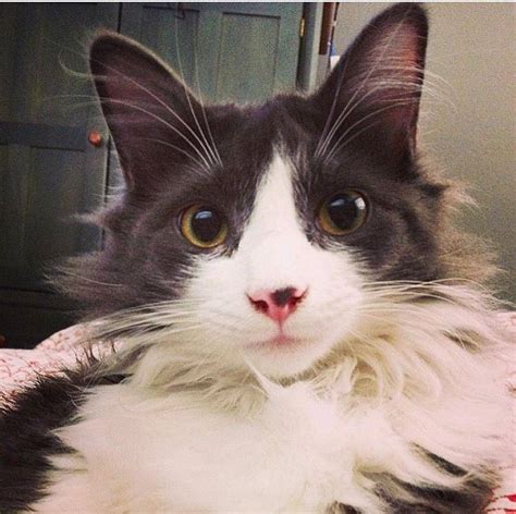 Pet Rehoming Network — Gorgeous 3 Yo Male Ragdoll Maine Coon Mix Cat For