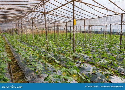 The Cultivation Of Cucumbers In Greenhouse Stock Photo Image Of