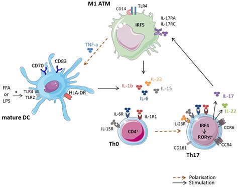 Jcm Free Full Text Pathogenic Role Of Il 17 Producing Immune Cells