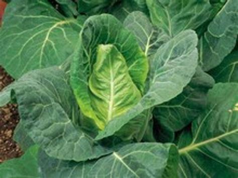 How To Grow Cabbage Spring