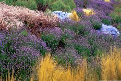 Lavenders Summer Dry Celebrate Plants In Summer Dry Gardens