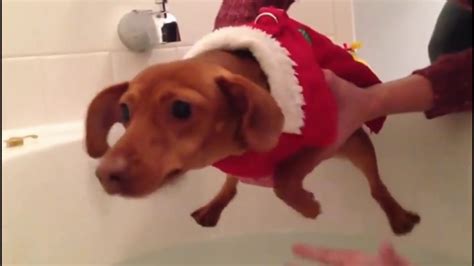Best Funny Hot Top 2017 Dogs Simply Do Not Want To Tub Funny Dog