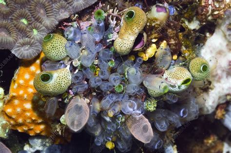 Sea squirts - Stock Image - C009/8765 - Science Photo Library