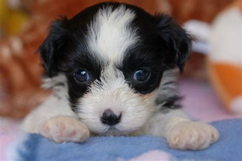 If you are looking for havanese for sale, you've come to the perfect place! Royal Flush Havanese Shares Tips on How to Find a ...