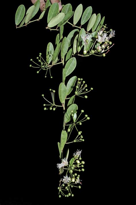 Capparis Sepiaria Capparaceae