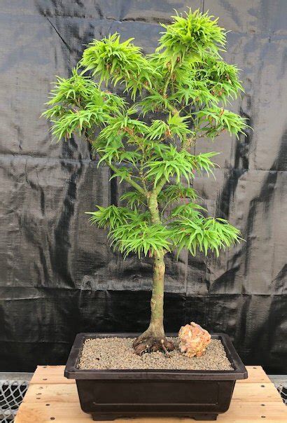 Japanese Green Maple Bonsai Tree Acer Palmatum Mikawa Yatsubusa