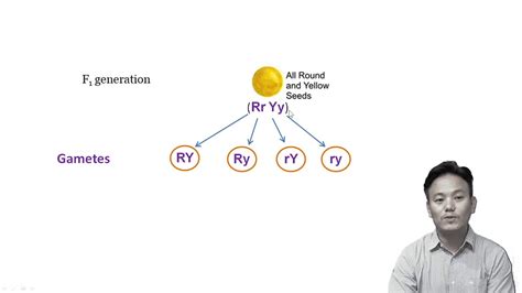 Class 12 Biology Chapter 5 Principles Of Inheritance And Variation Part