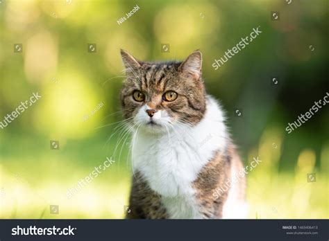 British Shorthair Tabby White 81021 Nama Untuk Kucing Comel Lucu