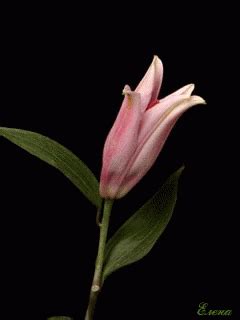 Giphy is how you search, share, discover, and create gifs. Related image | Gif fleurs, Fleurs animées, Dessin de roses
