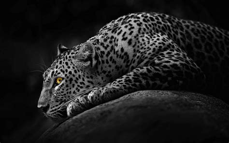 Big Cats Leopards Animals Wallpaper 2560x1600 100491 Wallpaperup