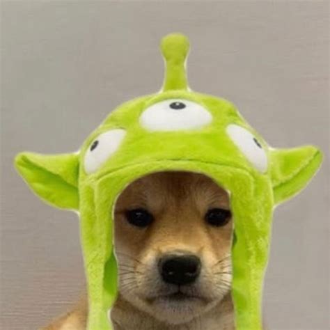 Pin By Zzzleepy On Dog Xhido Dog Icon Dog Memes Dog Hat